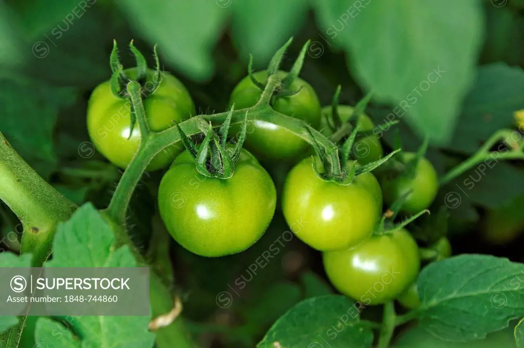Green tomatoes (Solanum lycopersicum) on a tomato vine, Eckental, Middle Franconia, Bavaria, Germany, Europe