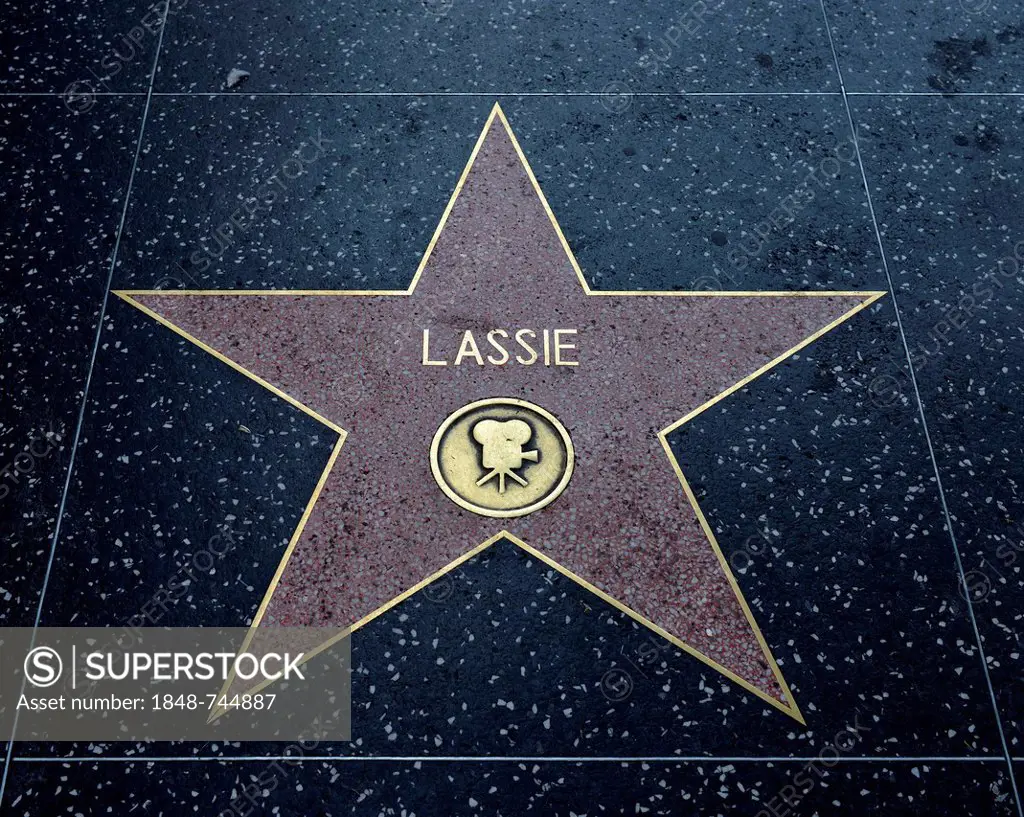Terrazzo star for the artist Lassie, film category, Walk of Fame, Hollywood Boulevard, Hollywood, Los Angeles, California, United States of America, U...