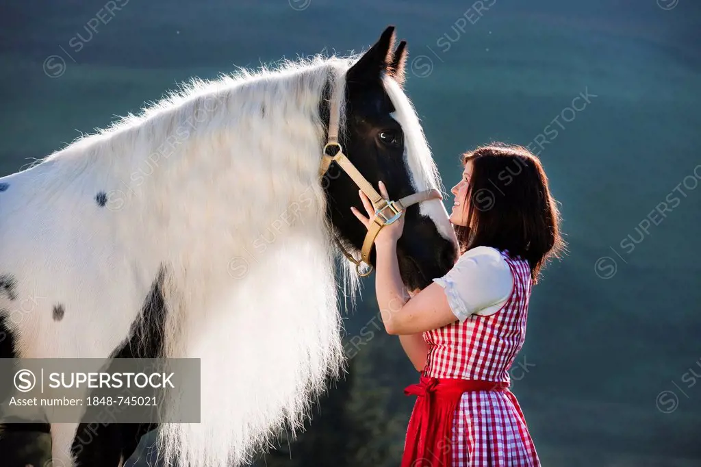 Young woman wearing a dirndl cuddling with a Gypsy Vanner or Tinker horse, pinto, black and white, North Tyrol, Austria, Europe