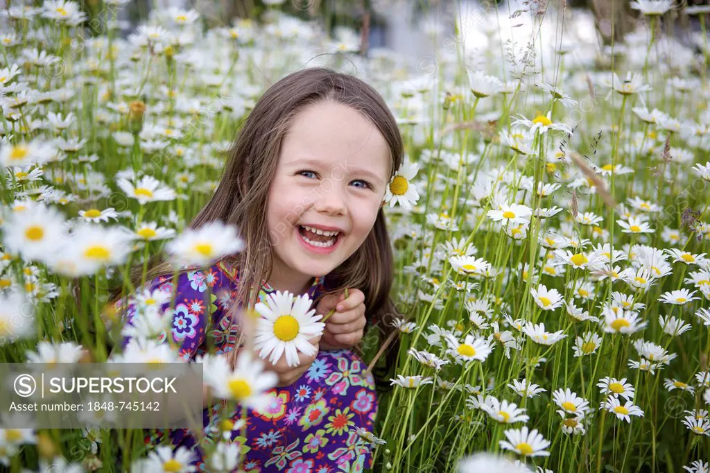 Smiling little girl, three years, sitting in a flower meadow with many daisies, Rosenheim, Bavaria, Germany, Europe