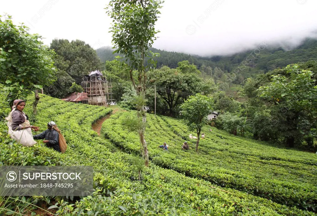 Tea plantation, Knuckles Range, Sri Lanka, Asia