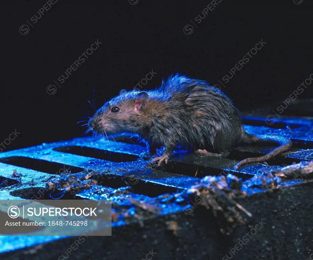 Brown Rat or Norway Rat (Rattus norvegicus) on a manhole cover in the rain at night