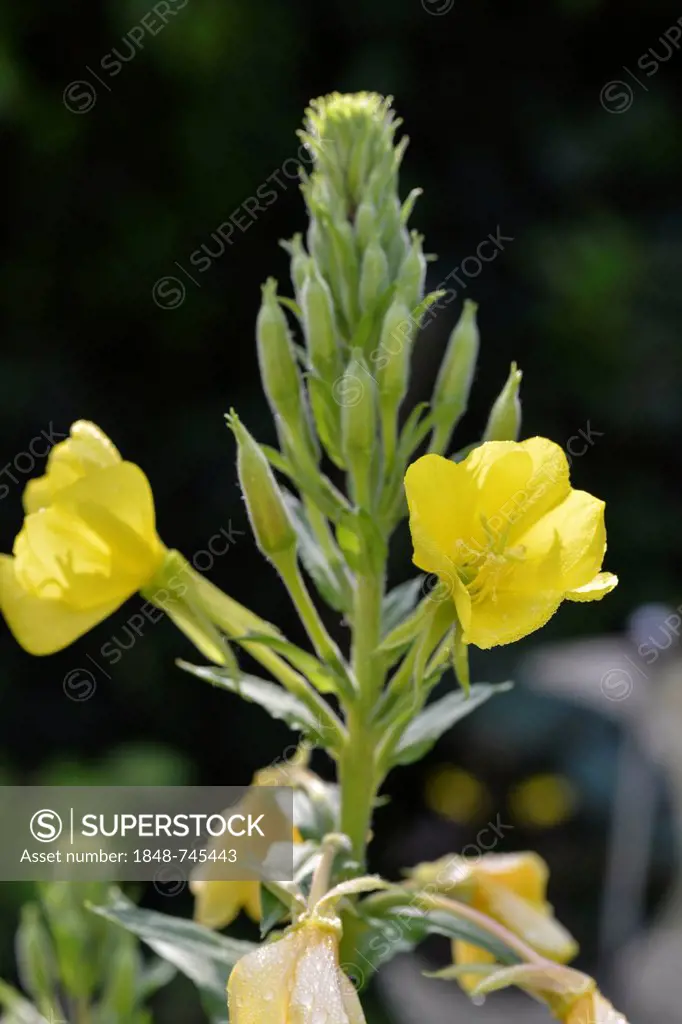 Common Evening Primrose or Evening Star (Oenothera biennis)