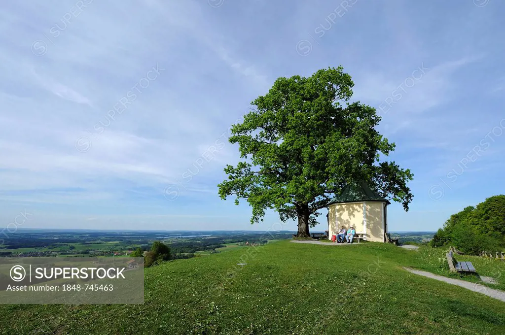 Luitpold oak and chapel at Toerwang, Samerberg, Chiemgau region, Chiemgau Alps, Upper Bavaria, Bavaria, Germany, Europe, PublicGround