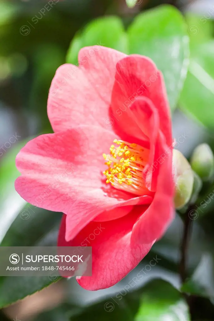 Japanese Camellia (Camellia japonica), Hesse, Germany, Europe