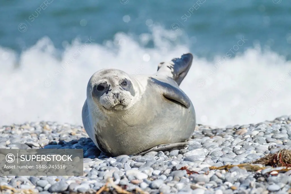Harbor seal (Phoca vitulina), Heligoland, Schleswig-Holstein, Germany, Europe