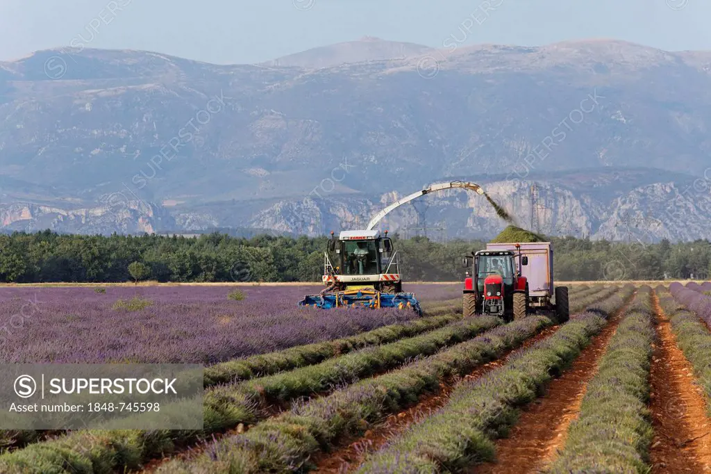 Lavender harvest by modern methods on the Valensole plateau, Riez, Provence region, Département Alpes-de-Haute-Provence, France, Europe