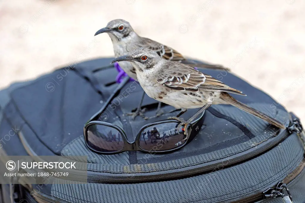 Hood Mockingbirds (Nesomimus parvulus macdonaldi), subspecies from Espanola Island, interested in sunglasses on a photographer's backpack, Galapagos I...