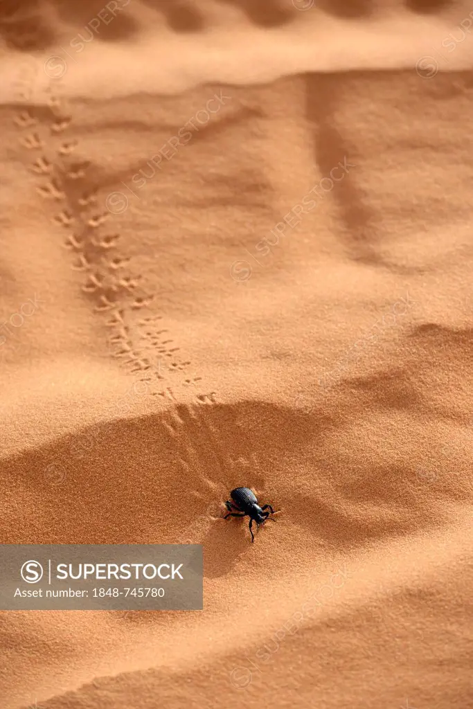 Tiger Beetle (Cicindelinae), Coral Pink Sand Dunes State Park, Utah, Southwest, United States of America, USA