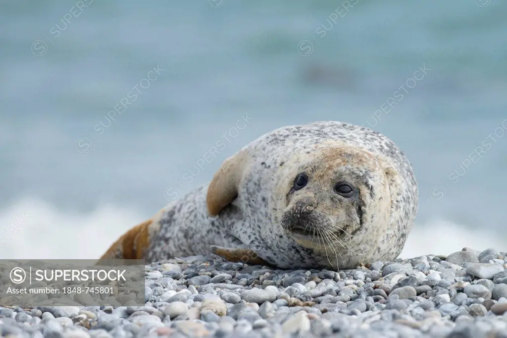 Harbor seal (Phoca vitulina), Heligoland, Schleswig-Holstein, Germany, Europe