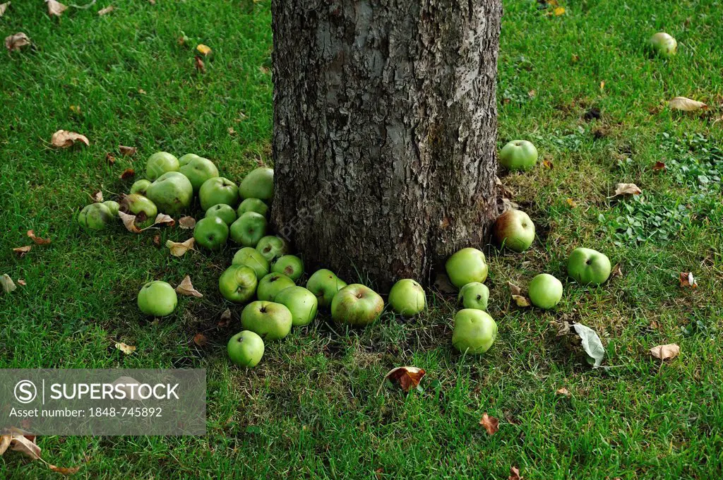Windfall, green apples lying under an apple tree, Lauf an der Pegnitz, Middle Franconia, Bavaria, Germany, Europe