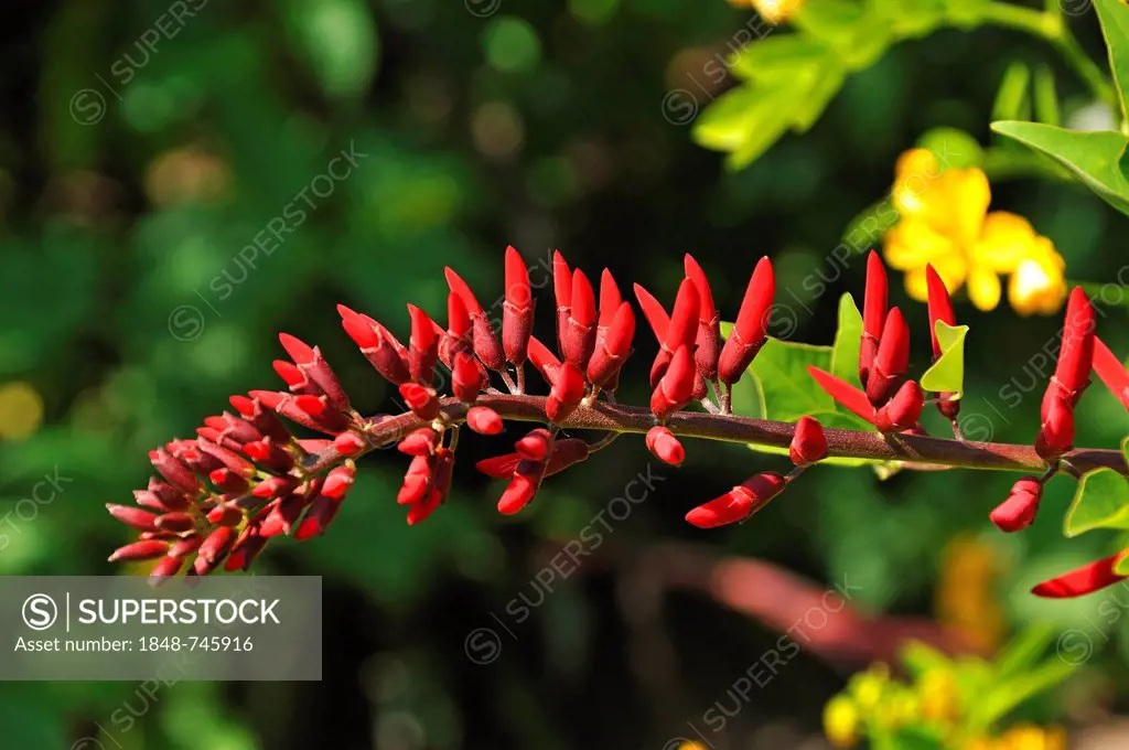 Coral Bean, Cherokee Bean, Red Cardinal or Cardinal Spear (Erythrina herbacea), Botanical Garden, Erlangen, Middle Franconia, Bavaria, Germany, Europe