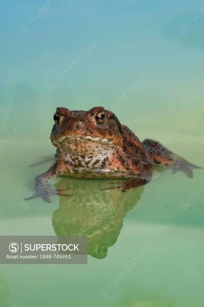 Common Toad or European Toad (Bufo bufo)