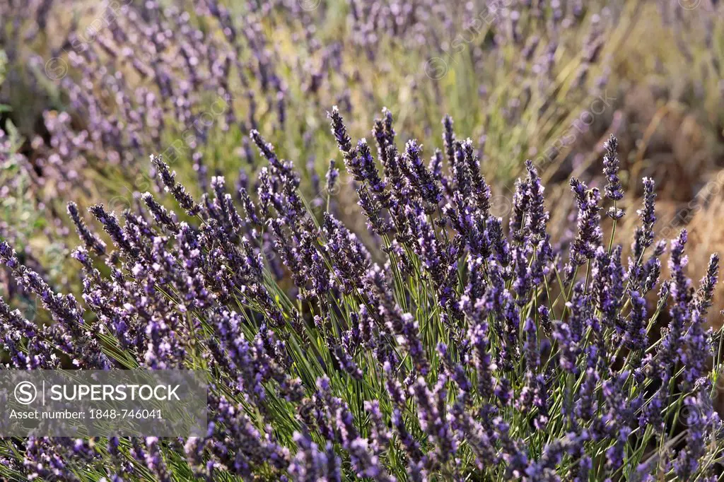 Lavender field on the Valensole plateau, Riez, Provence region, Département Alpes-de-Haute-Provence, France, Europe