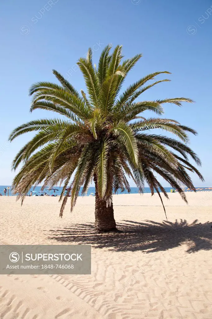 Palm tree on a sandy beach, Calella de la Costa, Costa del Maresme, Catalonia, Spain, Europe, PublicGround