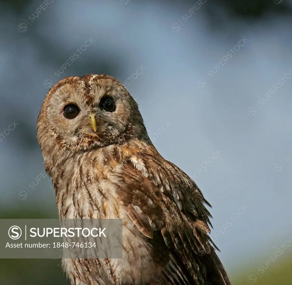 Tawny Owl (Strix aluco), captive, Hesse, Germany, Europe