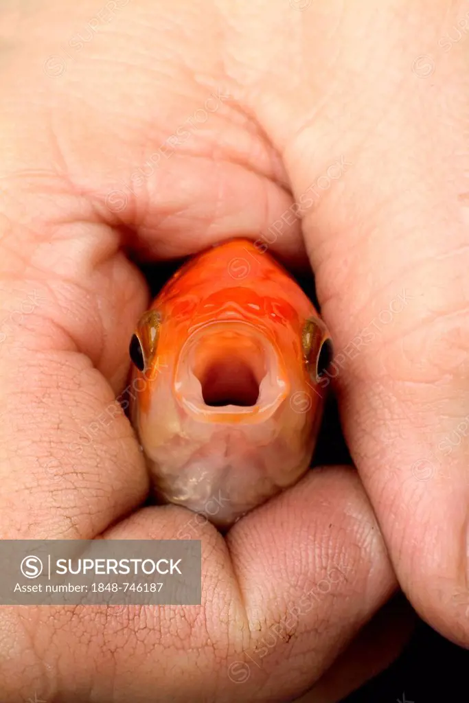 Hand holding a goldfish