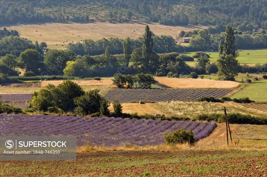 Lavender fields near Sault, Apt, Provence region, Département Vaucluse, France, Europe
