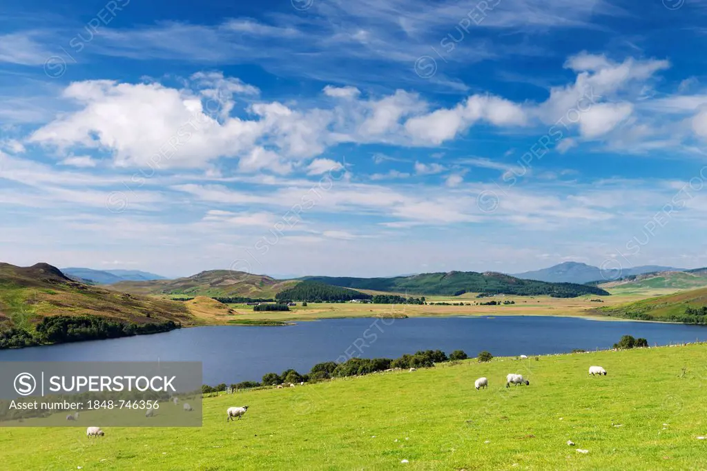 Grazing sheep at Loch Ruthven near Torness, North West Highlands, Scotland, United Kingdom, Europe