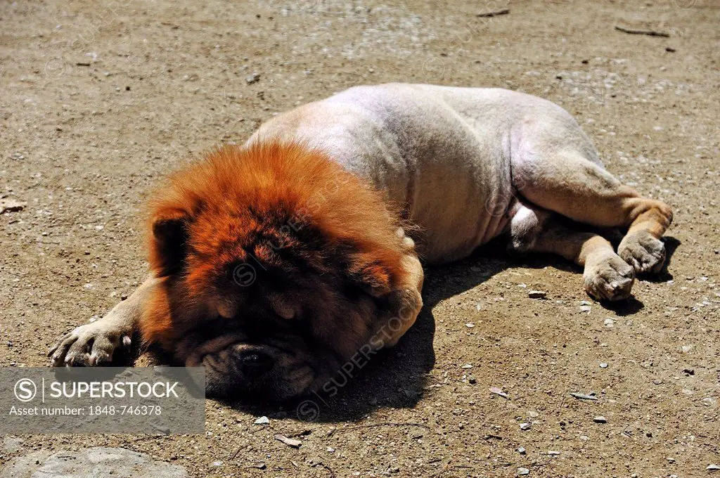 Clipped Chow-Chow sleeping on a dirt road in hot weather, castle gardens, Erlangen, Middle Franconia, Bavaria, Germany, Europe
