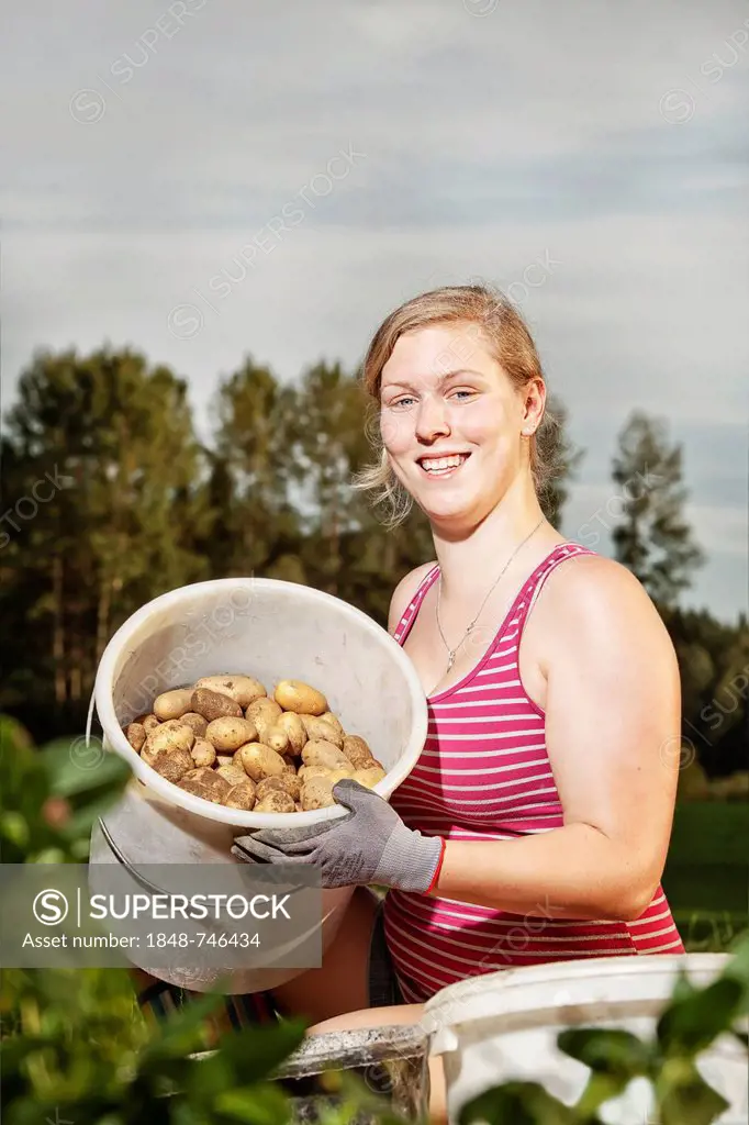 Woman harvesting potatoes