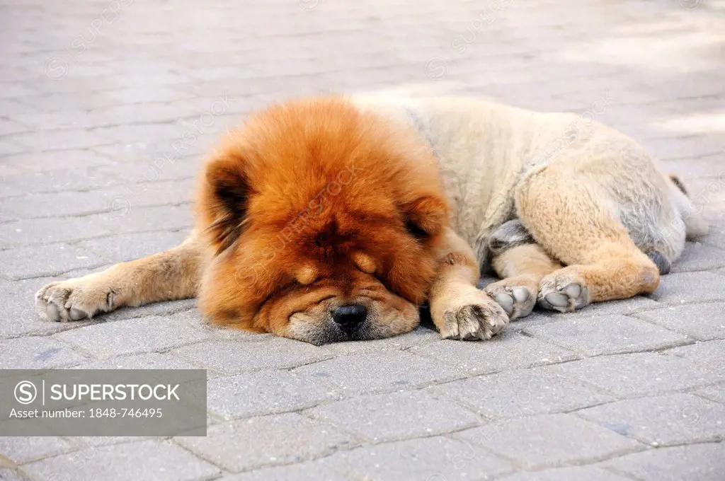 Clipped Chow-Chow sleeping on a pavement, in hot weather
