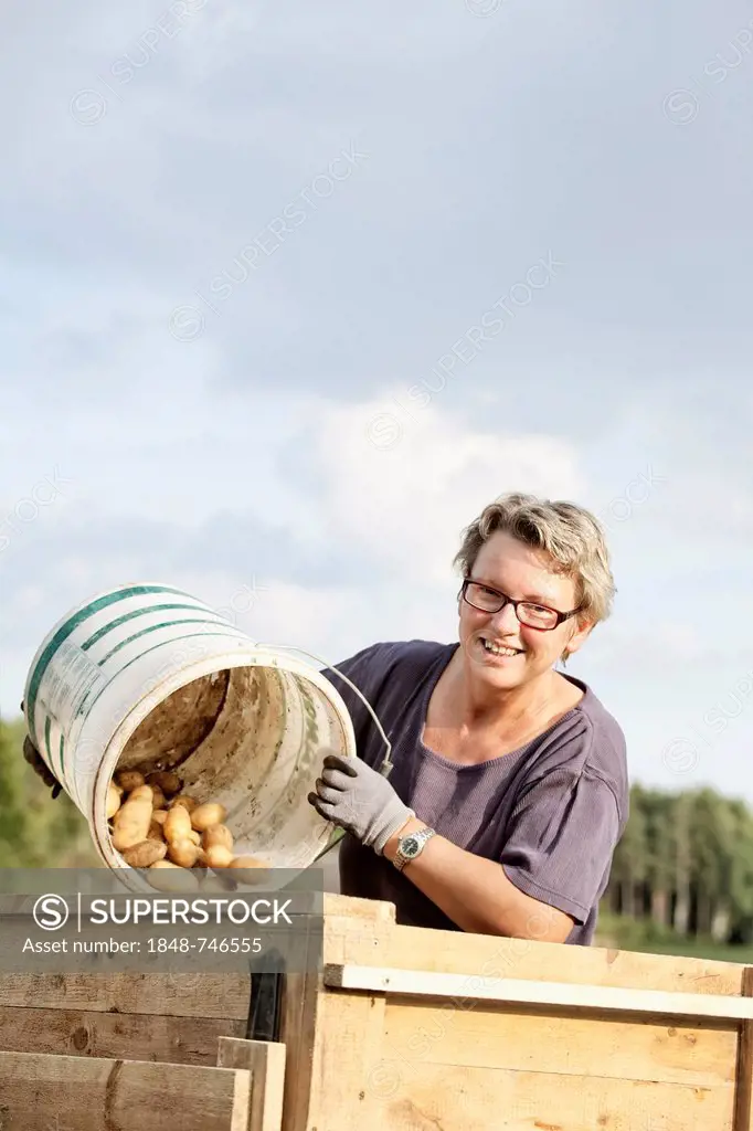 Woman harvesting potatoes