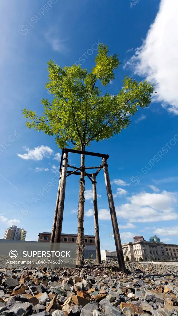 Single tree on the grounds of the Topography of Terror memorial site, Niederkirchnerstrasse street, Berlin, Germany, Europe