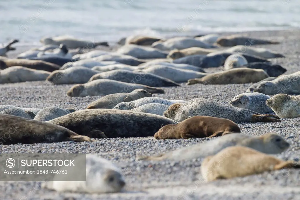 Harbor seals (Phoca vitulina), Heligoland, Schleswig-Holstein, Germany, Europe