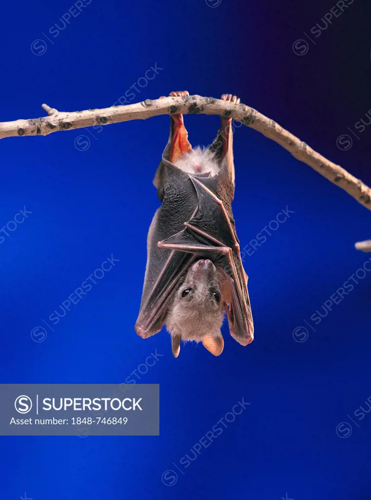 Fruit Bat or Flying Fox (Pteropus medius) resting by hanging upside down on a branch
