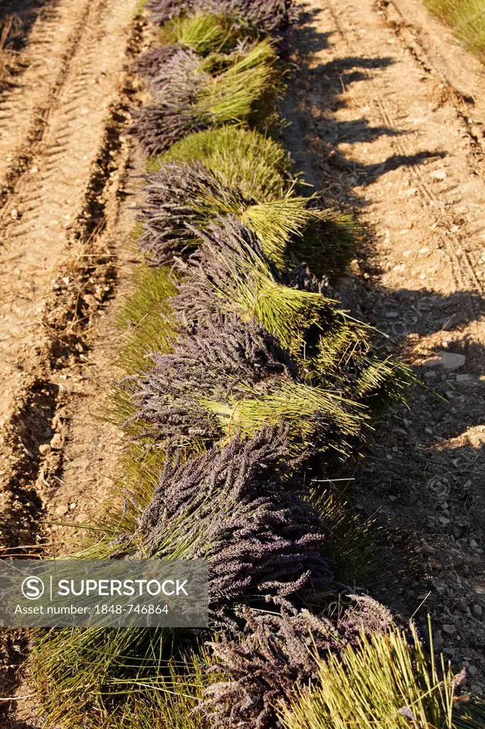 Lavender field, traditional harvest, bunches laid out for drying, Sault, Apt, Provence region, Département Vaucluse, France, Europe