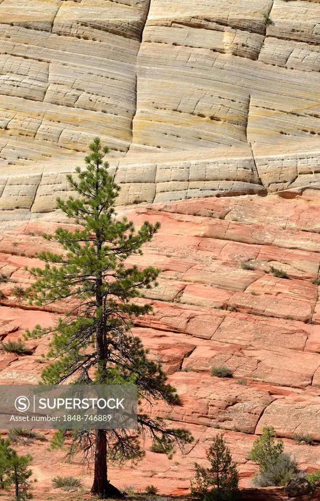 Yellow Pine (Pinus ponderosa) in front of the sandstone structure of Checkerboard Mesa Table Mountain, Zion National Park, Utah, United States of Amer...
