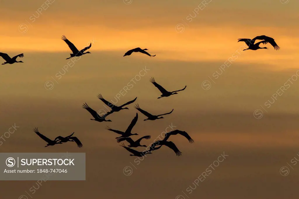Cranes (Grus grus) in flight at sunset, Ruegen Island, Mecklenburg-Western Pomerania, Germany, Europe