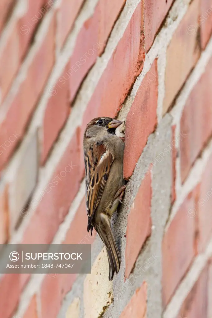 House Sparrow (Passer domesticus), on a brick wall, Ruegen Island, Mecklenburg-Western Pomerania, Germany, Europe