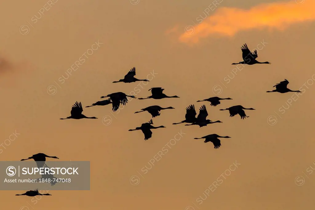 Cranes (Grus grus) in flight at sunset, Ruegen Island, Mecklenburg-Western Pomerania, Germany, Europe
