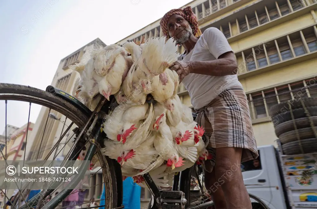 Chicken roped together, transported on bycicle, at the chicken market in Kolkata, India, Asia