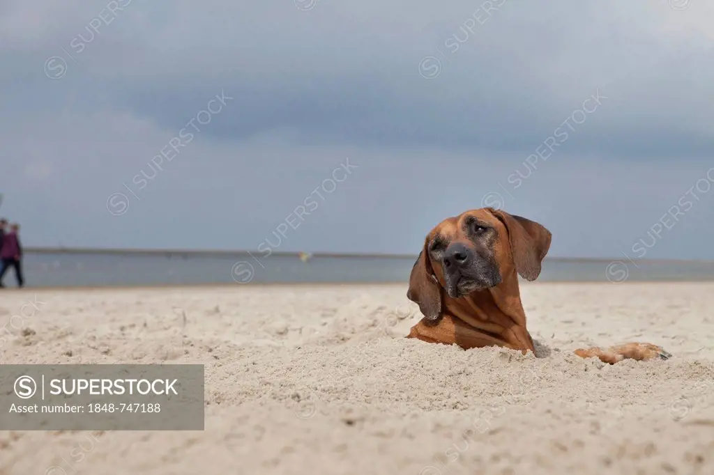 Female Rhodesian Ridgeback dog buried up to its head in the sand, Langeoog Island, Lower Saxony, Germany, Europe