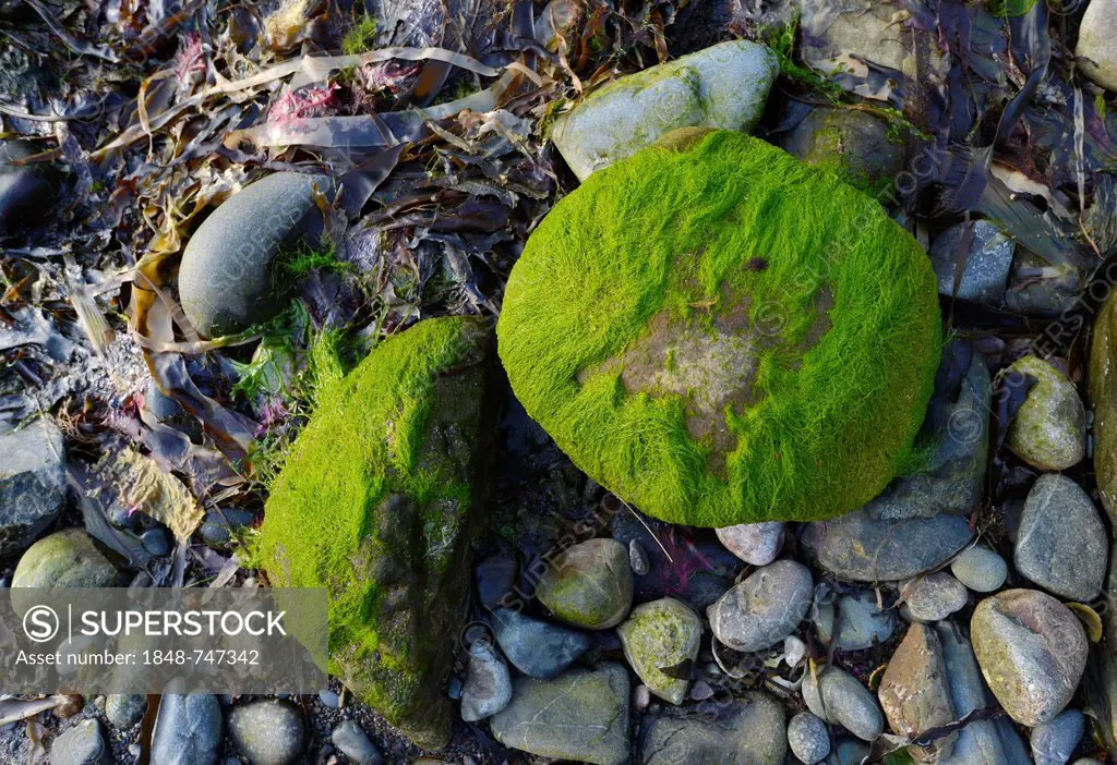 Seaweed and large rocks on the coast of the fishing village of Crovie, Banffshire, Scotland, United Kingdom, Europe