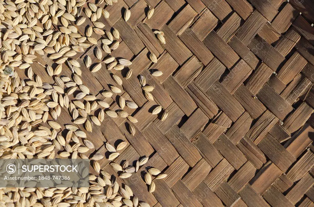 Fennel seeds in basket, Bame Village, India, Asia