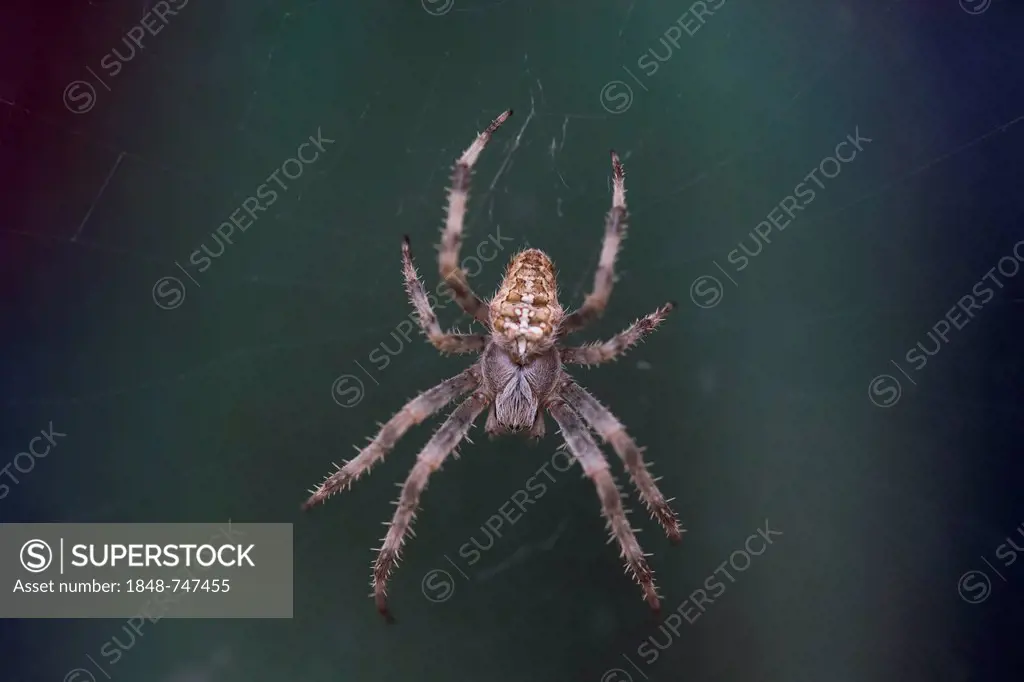 European Garden Spider or Cross Orbweaver(Araneus diadematus) in its web, Brandenburg, Germany, Europe