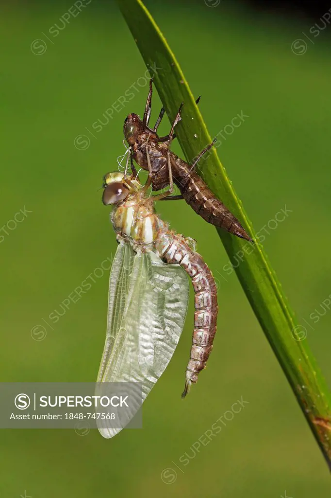 Newly hatched Southern Hawker or Blue Darner dragonfly (Aeshna cyanea), males on empty larval skin (Exuvia) on the leaf of a water soldier plant, Schl...