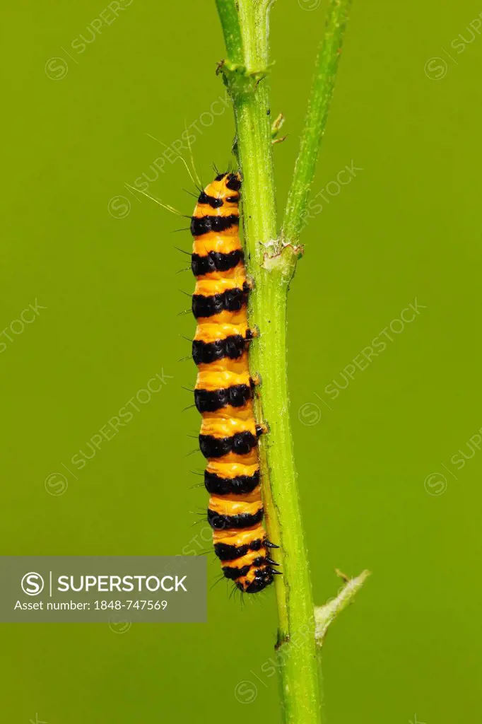 Caterpillar of Cinnabar Moth (Tyria jacobaeae) feeding on Ragwort (Senecio jacobaea), Schleswig-Holstein, Germany, Europe