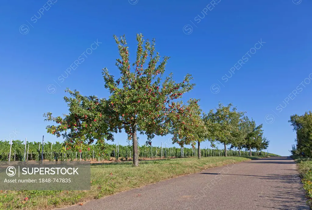 Apple trees in summer, Rhineland-Palatinate, Germany, Europe