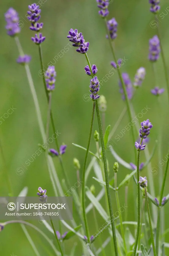 Lavender (Lavandula angustifolia), Schwaz, Tyrol, Austria, Europe