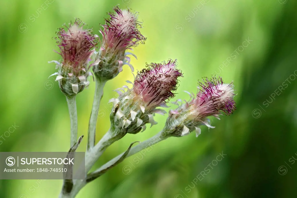 Catsfoot, Cudweed or Stoloniferous Pussytoes (Antennaria dioica), Kramsach, Tyrol, Austria, Europe