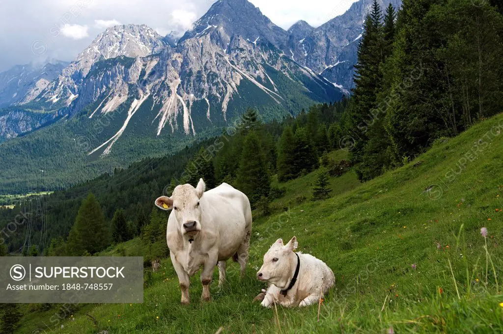 Charolais cow and calf grazing on a mountain in Tyrol, Ehrwald, Austria, Europe