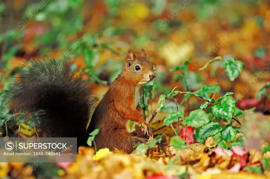 Red Squirrel (Sciurus vulgaris), North Rhine-Westphalia, Germany, Europe