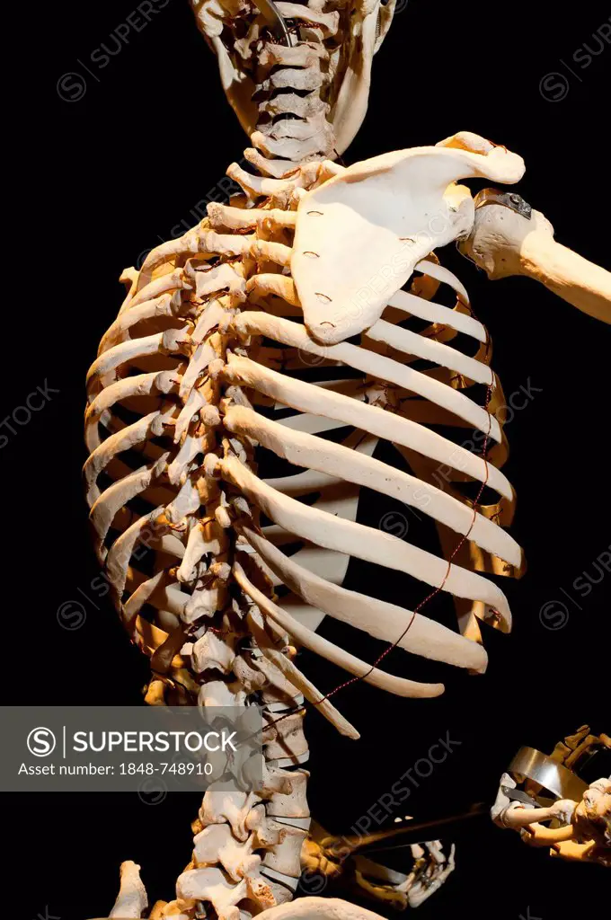 Plastination specimen of a human skeleton, detail