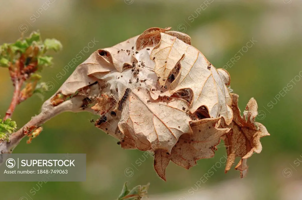 Brown Tail Moth (Euproctis chrysorrhoea), caterpillar web, Provence, Southern France, Europe