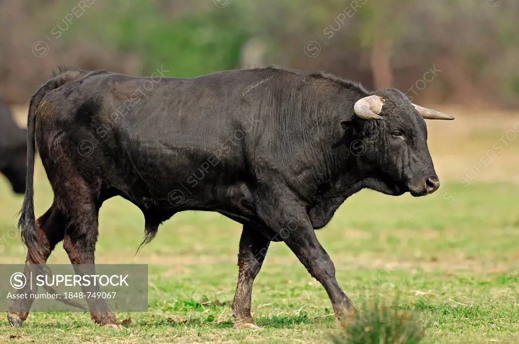 Camargue Bull (Bos primigenius taurus), bullfighting bull, Camargue, Provence, Southern France, Europe